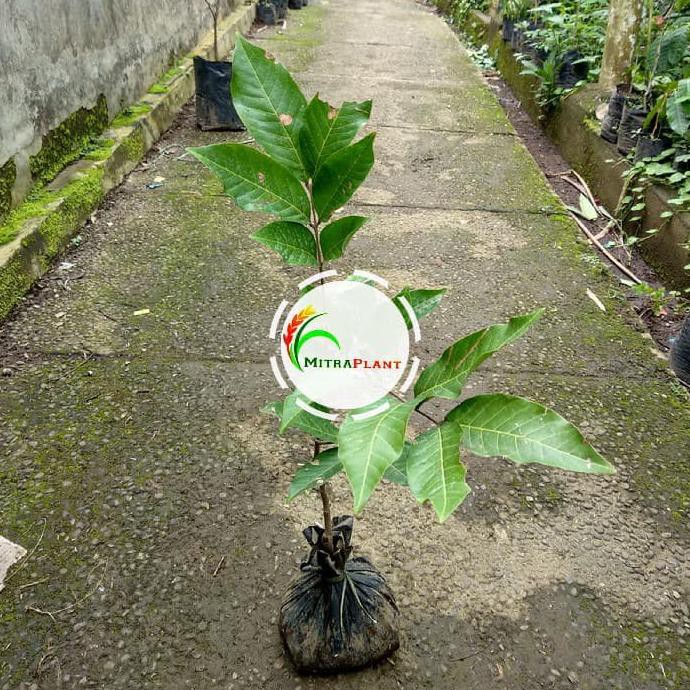 BIBIT POHON RAMBUTAN RAPIAH - BUAH RAMBUTAN - TANAMAN RAMBUTAN RAPIAH PREMIUM