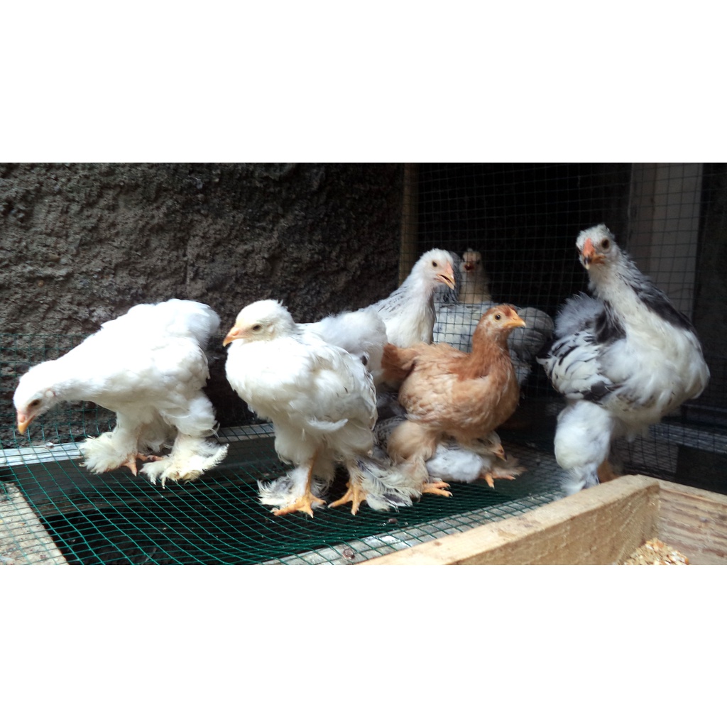 Ayam brahma usia 2 bulan super