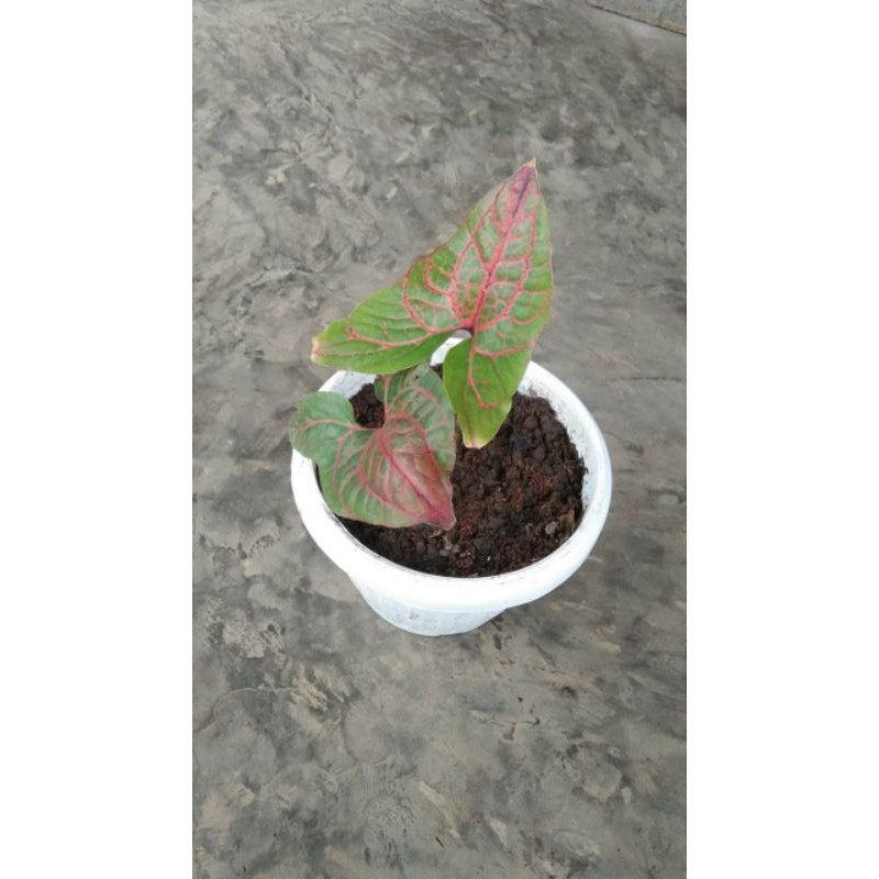 alokasia black jack, keladi black jack, crytosperma johnsoni