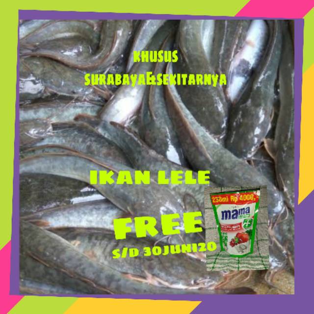 

Ikan lele segar 500gr 1kg || sayur online murah surabaya