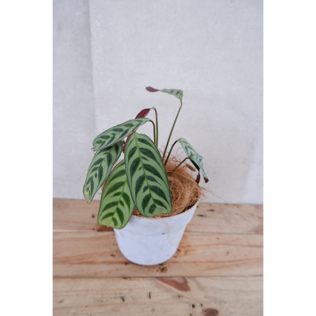 Calathea BurleMarx (Sepat) - Tanaman Hias