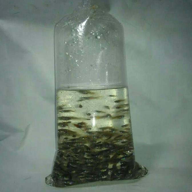 Dijual Ikan Cere Pakan Ikan Predator-Arwana-Aligator Terjarmin