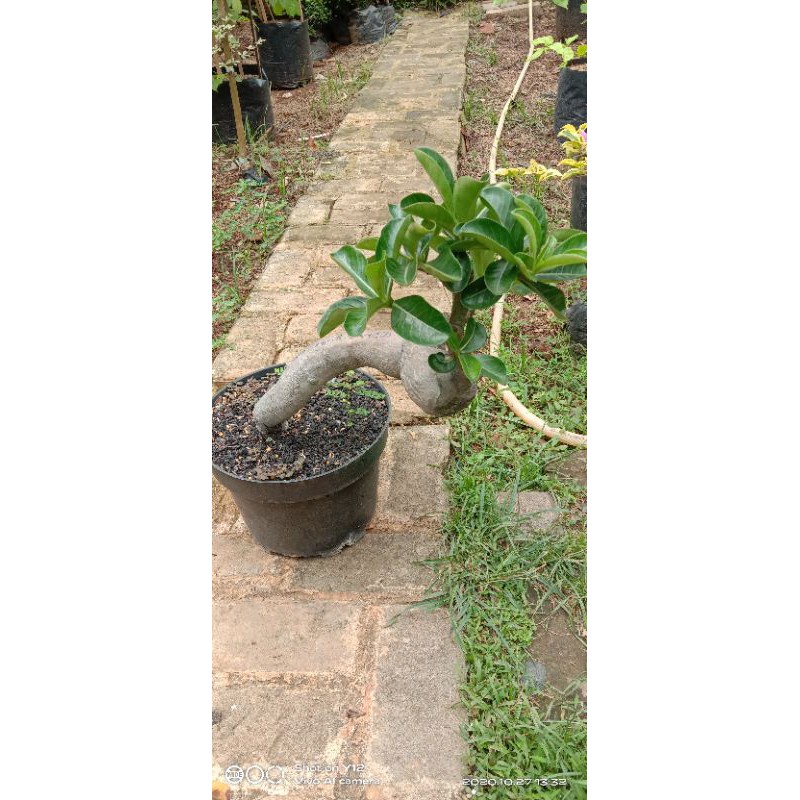 bahan bonsai kamboja jepang