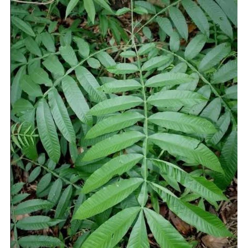 

bibit pohon sungkai