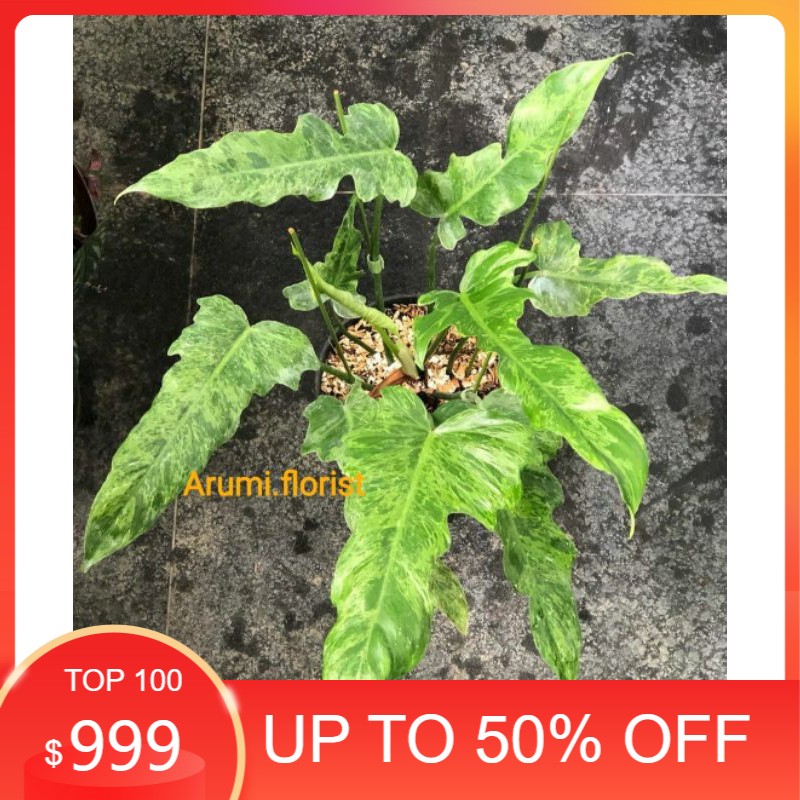 Tanaman Hias Philodendron LimeFiddle