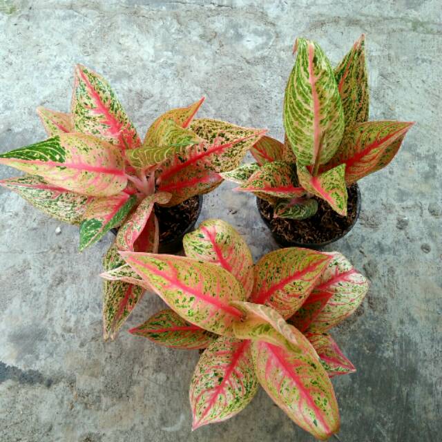 Aglaonema  Red  legacy