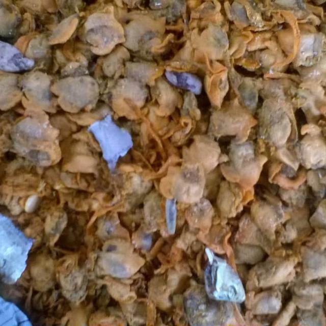 

Kepah asin ( 500 gram )