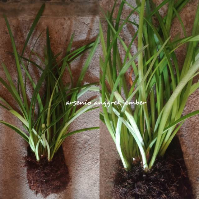 Anggrek dewasa Cymbidium Bicolor