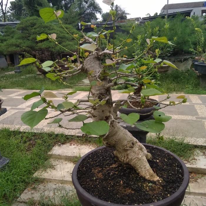 Panama Waru / Bonsai Waru India