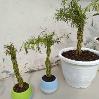 Bonsai Krokot mossrose bunga pukul 9 Shopee Indonesia Bonsai Krokot mossrose bunga pukul 9 Shopee Indonesia