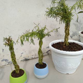  Bonsai Krokot  mossrose bunga pukul 9 Shopee Indonesia