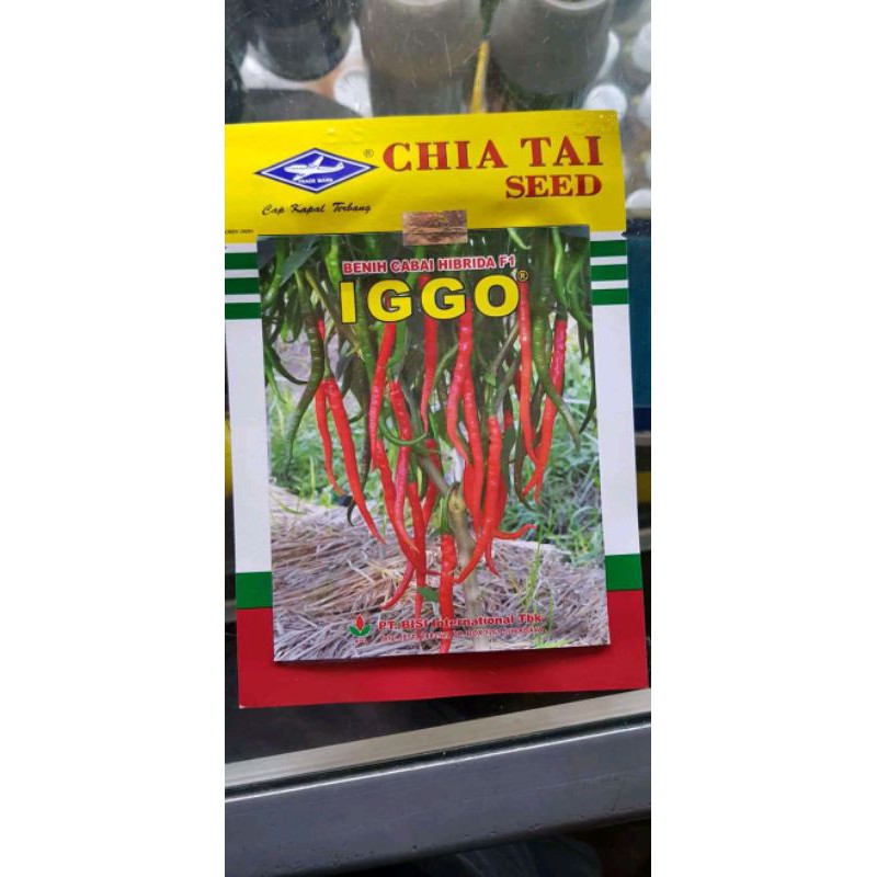 Benih cabe iggo f1