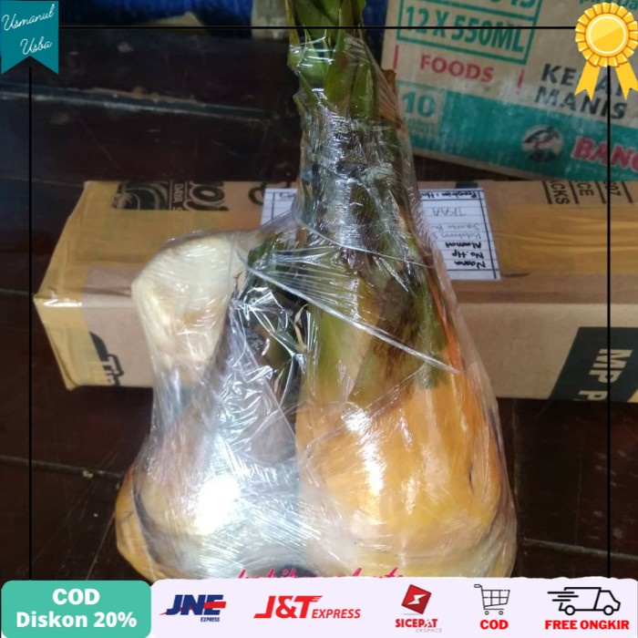 

❤COD❤ jual rebung bambu kuning / Rebung bambu kuning asli