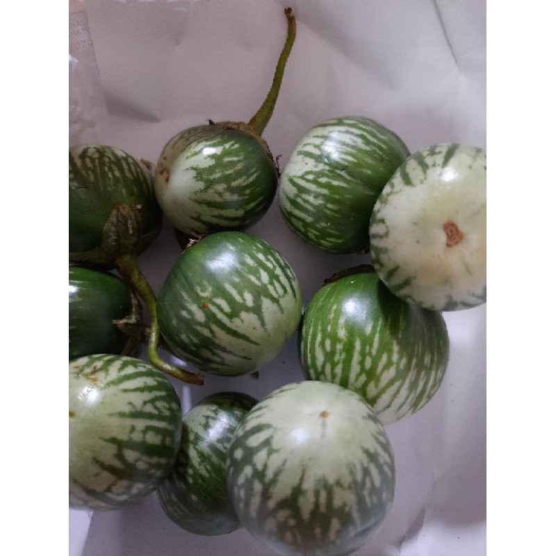 

[500gr] Terong Bulat/Lalap