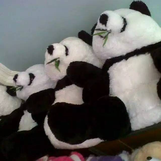 Panda jumbo duduk rumput