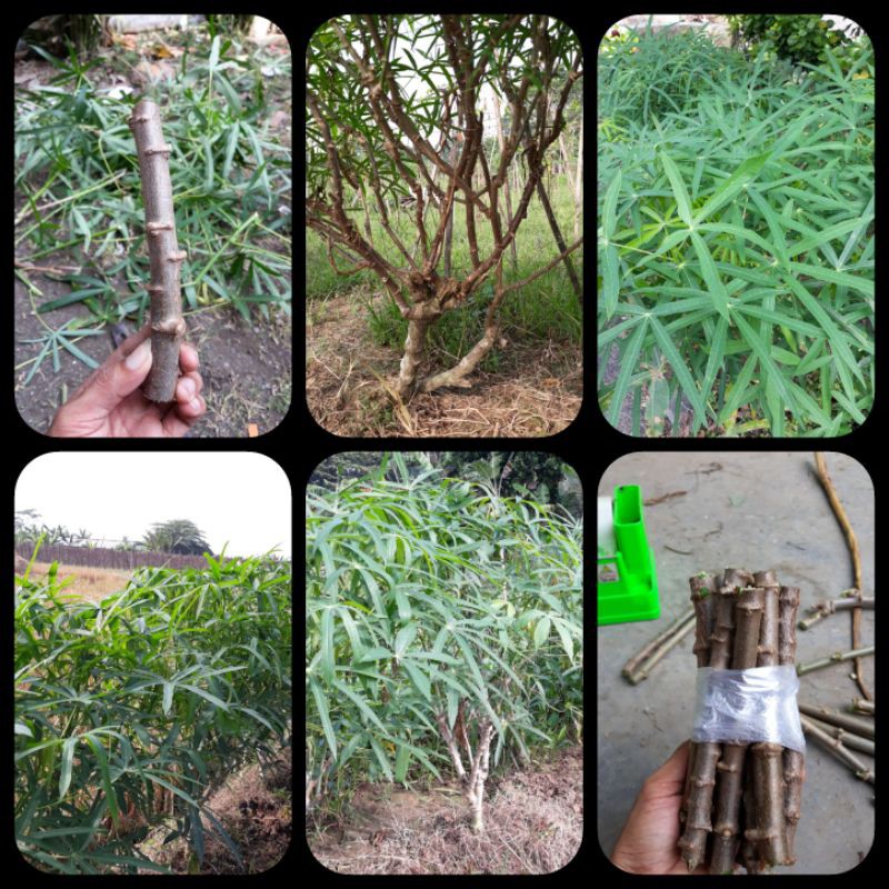 Bibit Pohon Singkong sayur daun kecil