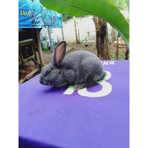 Kelinci Rex bulu karpet anakan jantan (3).