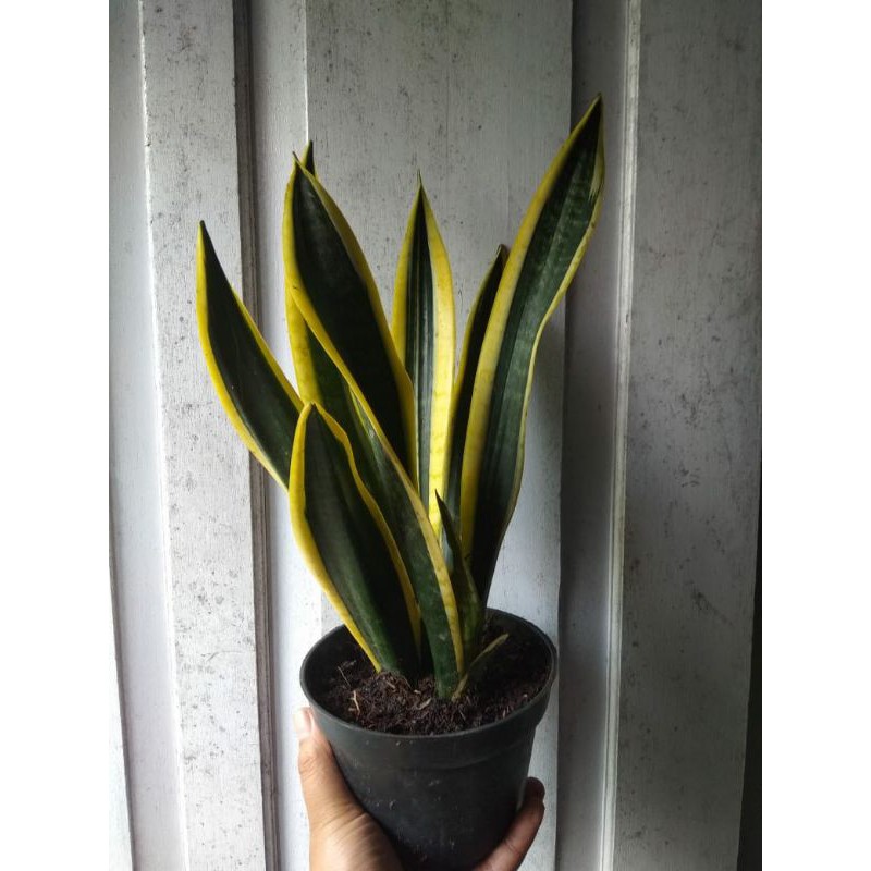 sansivera golden black falm lidah mertua