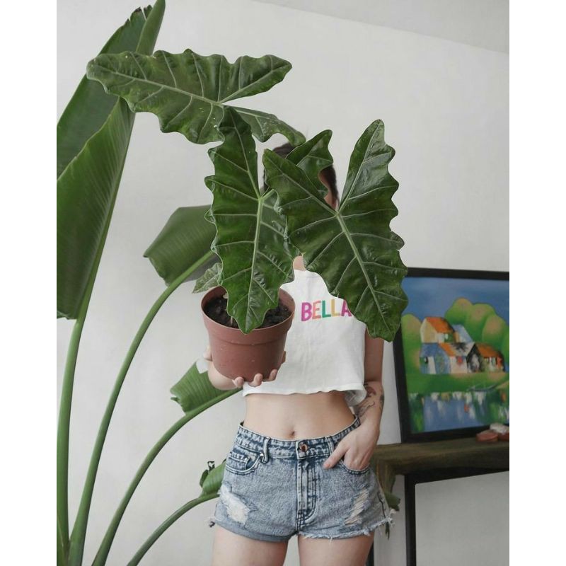 alocasia sanderiana