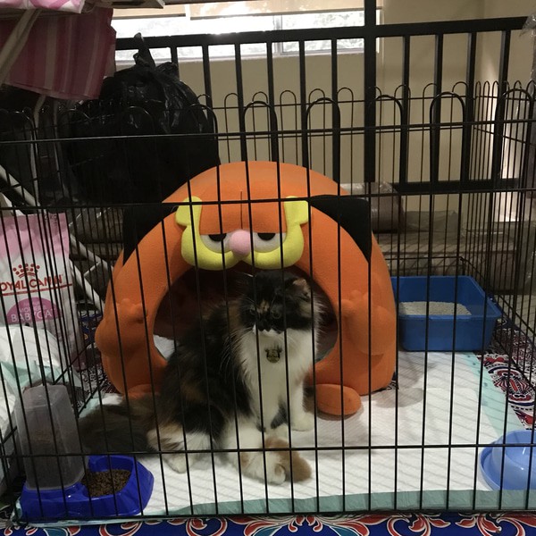 GUNINCO KANDANG 90x60 kandang hewan besi anjing kucing kelinci SIZE XL-6