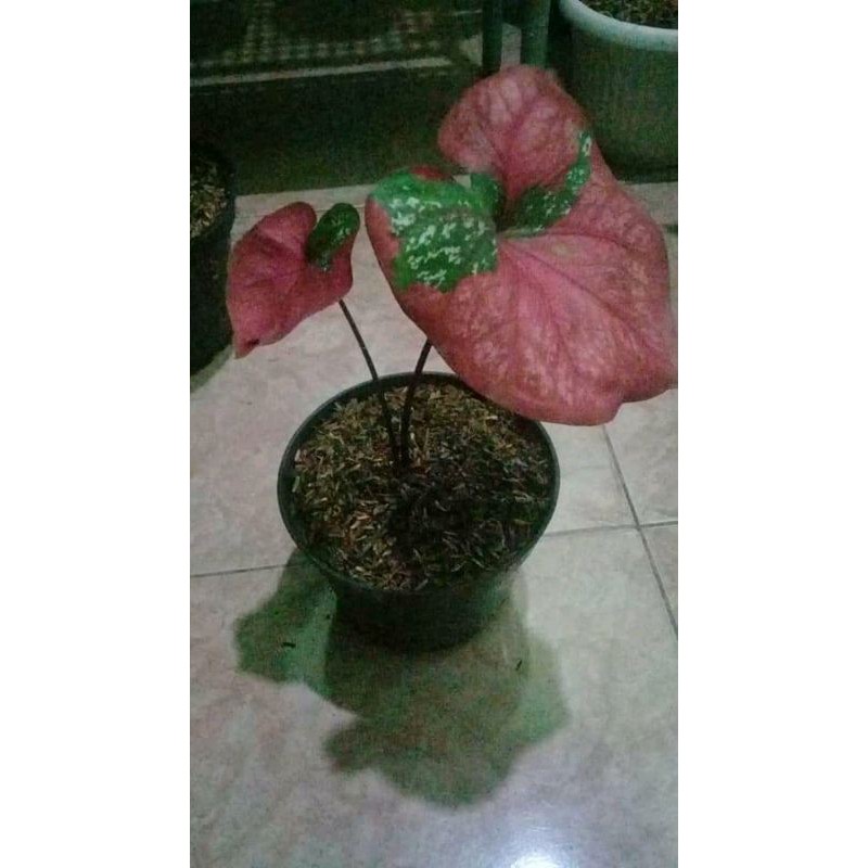 keladi baret merah langka free pot