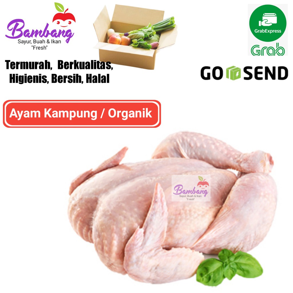 

ayam kampung ayam organik ayam fresh 0,8 kg - 1 kg