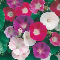 Benih Bibit Biji - Bunga Morning Glory Choice Mix Flower Seeds - IMPORT