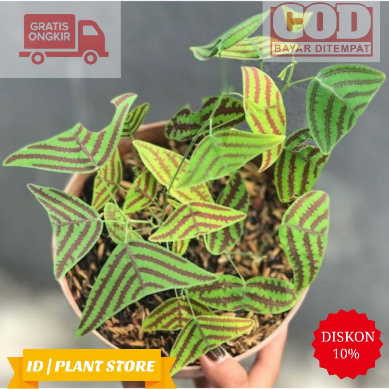 Tanaman hias oxalis kupu kupu batik-oxalis christia obcordata-tanaman hidup-bunga murah