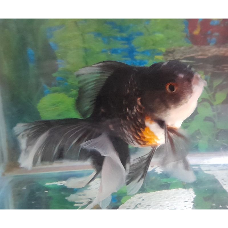 ikan koki oranda calico rosetail
