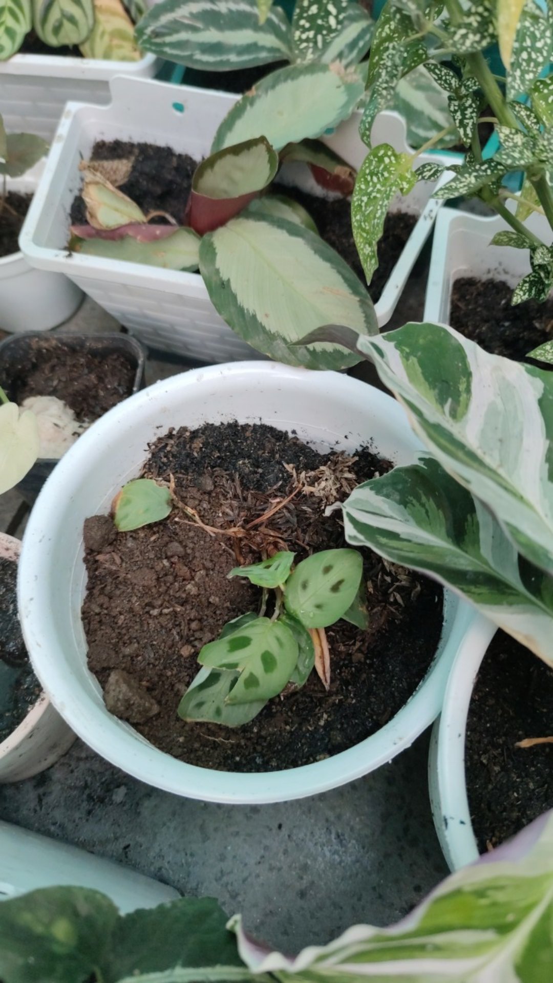 Calathea Levonero /kalatea Bibit Tanaman Hias Bunga