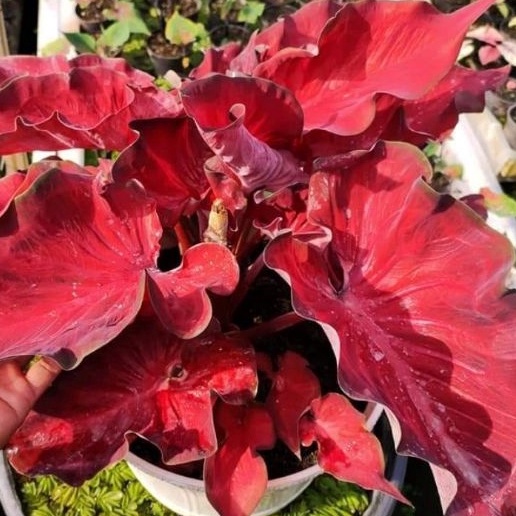 TANAMAN HIAS CALADIUM ANGGUR MERAH KELADI ANGGUR MERAH