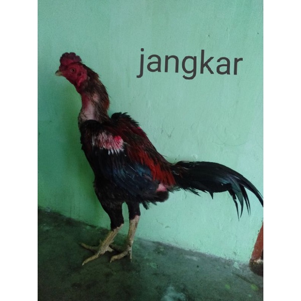 

#telur fertil trah jangkar vip
