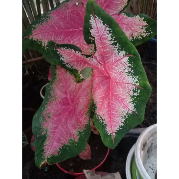 keladi joker anakan