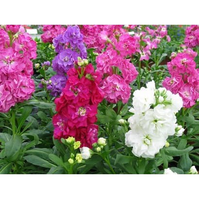 

Biji Bunga Matthiola Incana Perfume Gillyflower Night Scented Mix Diskon