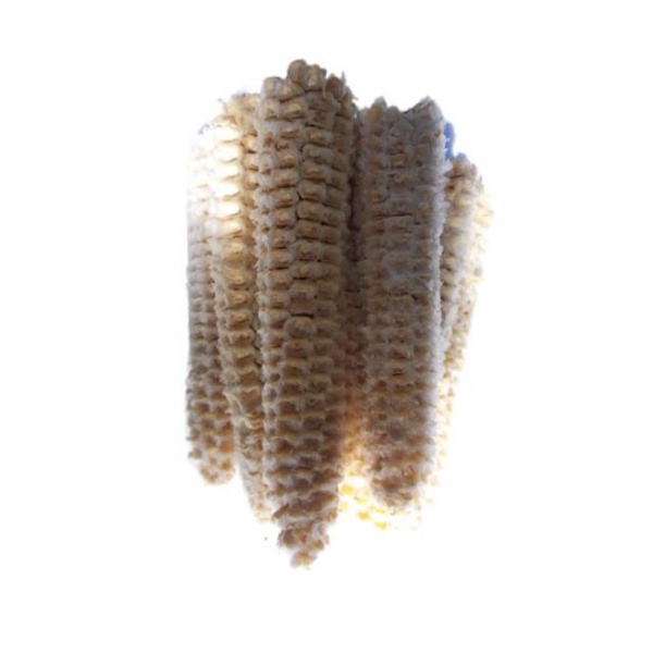 BONGGOL JAGUNG UTUH  KERING 1KG