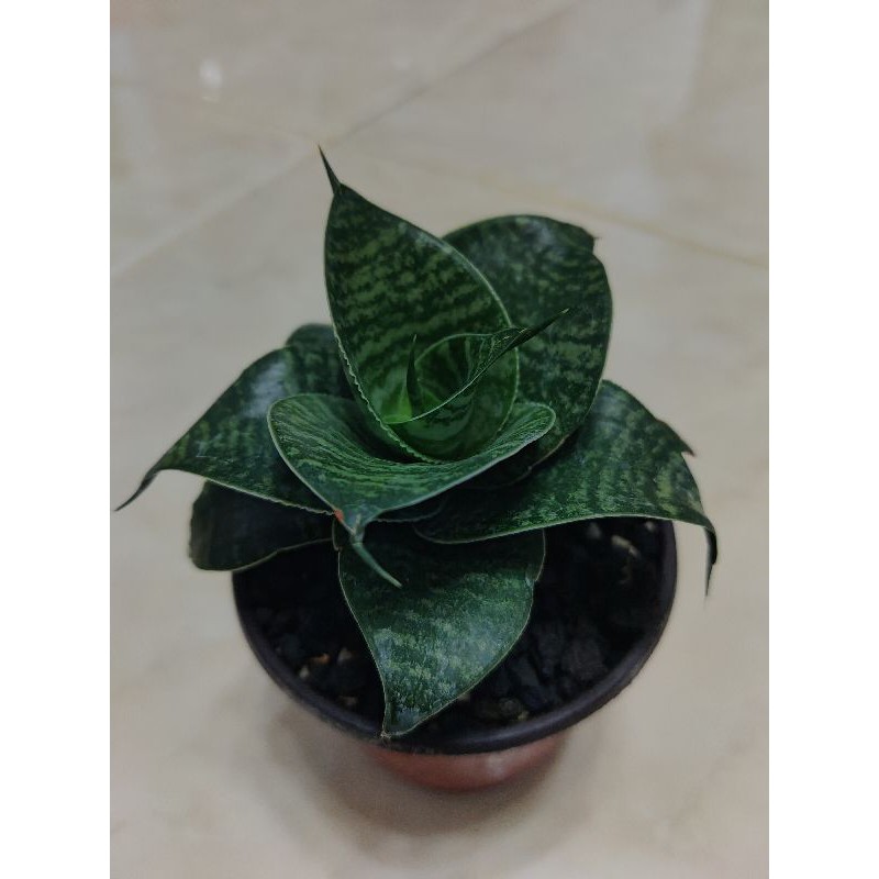 SANSEVIERA HYBRID "MAMBA"