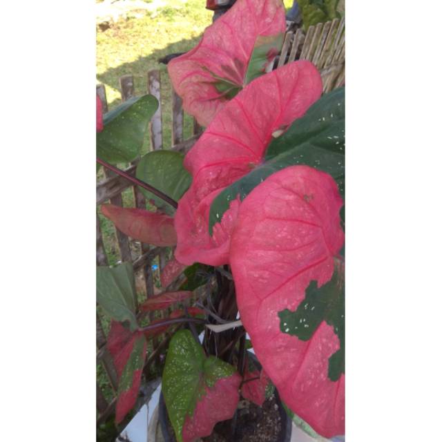 Keladi baret merah indukan