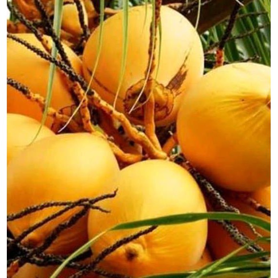 

HERBAL / OBAT HERBAL // PROMO JUAL BUAH KELAPA GADING KUNING MUDA SEGAR 1 KG ORIGINAL