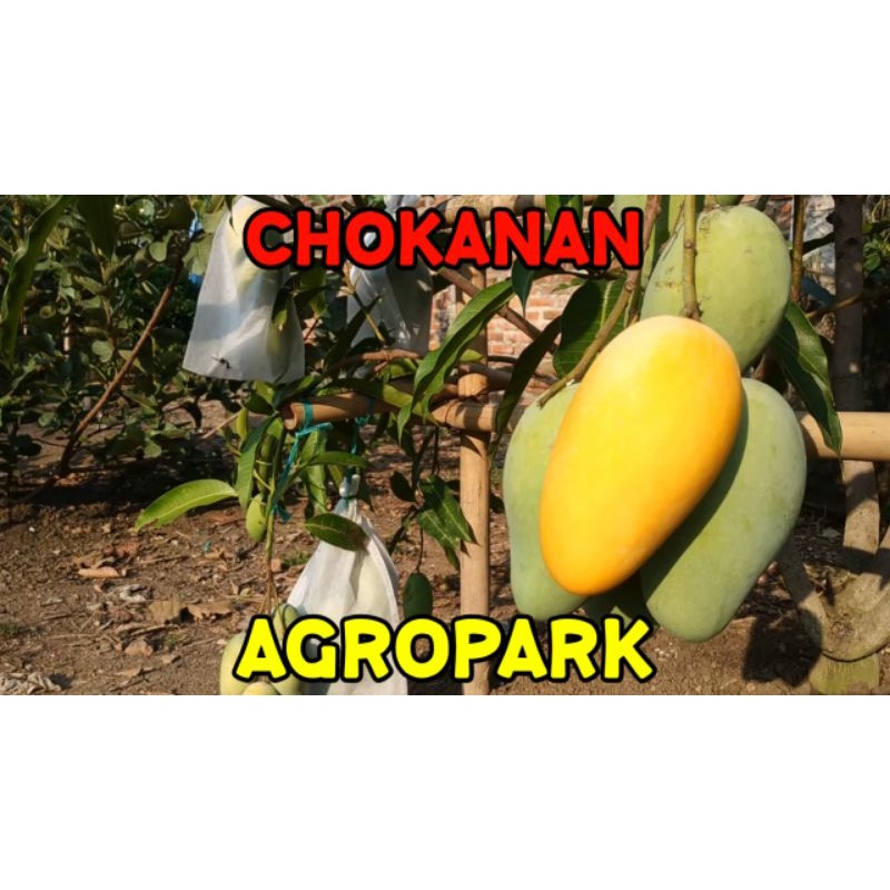 PAKET 1Kg ENTRES MANGGA CHOKANAN - BISA CAMPUR JENIS LAIN