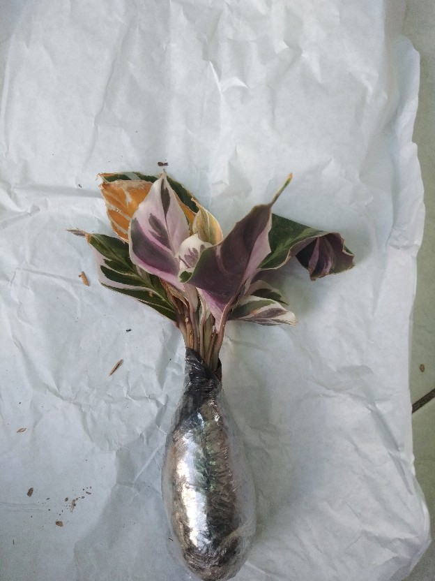 Tanaman Calathea White Fusion Multicolor