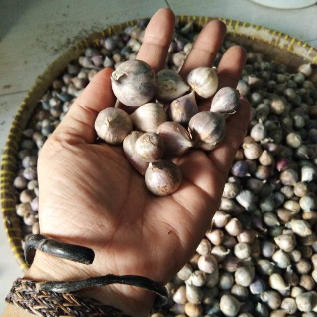 

Bawang Lanang