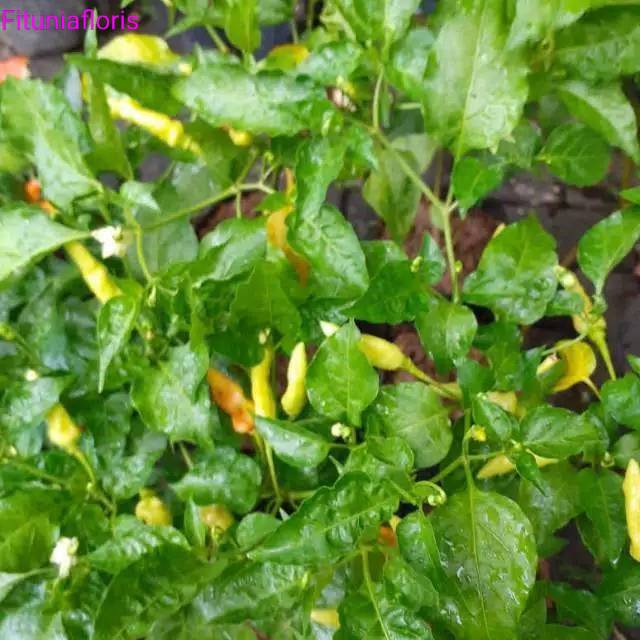 

tanaman cabe rawit segar - cabe rawit merah