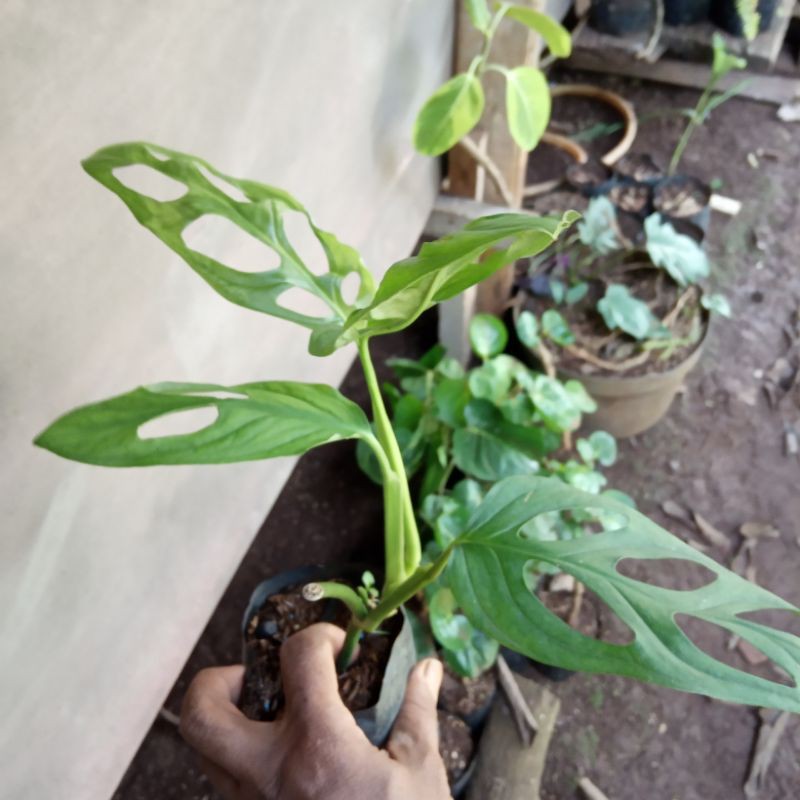 Tanaman hias. pohon janbol/janda bolong, tanaman rambat. 2-3 helai daun.