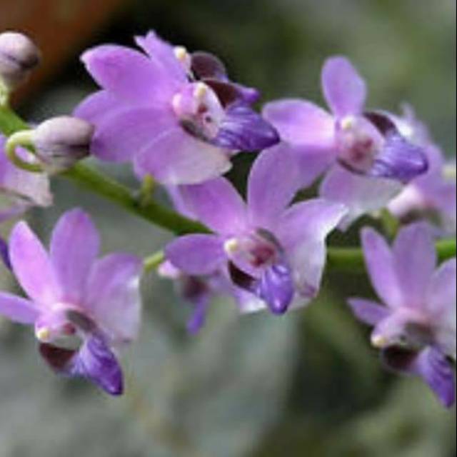 Anggrek Doritis pulcherima blue
