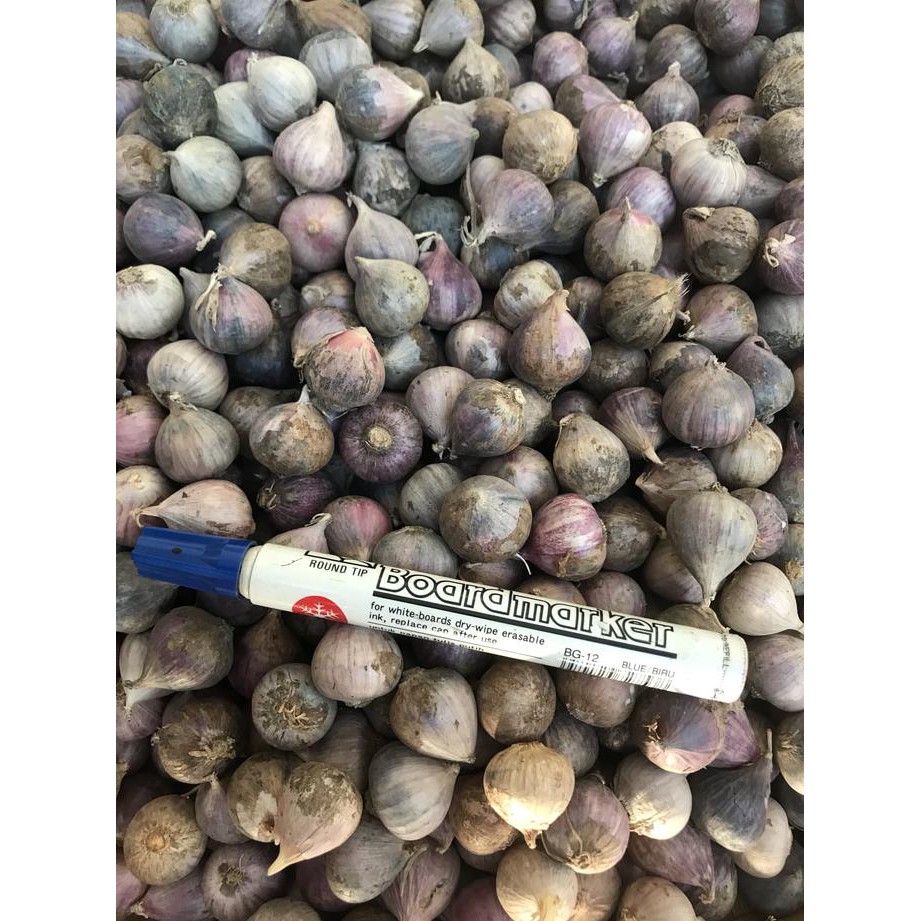 

Beli Sekarang - Bawang Putih Tunggal