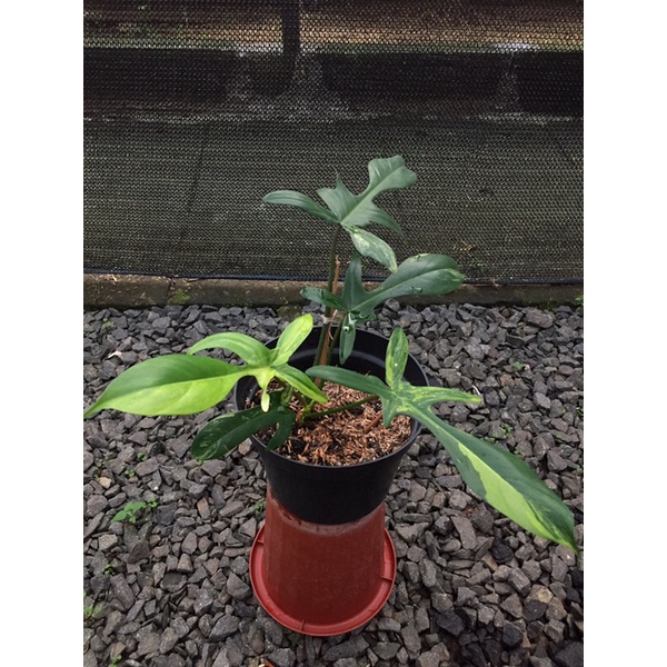 florida beauty flobe var