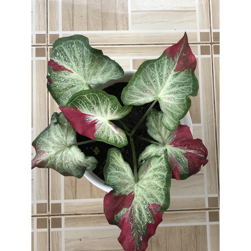 Caladium Shycool Dewasa Caladium Dewasa Cat Tumpah Keladi Hias Shopee Indonesia