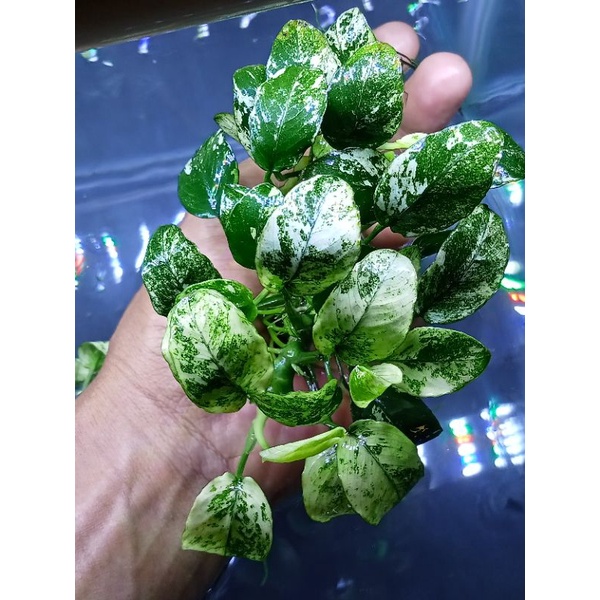 anubias pinto motherplant indukan
