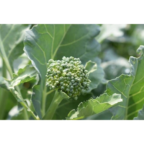 Benih-Bibit Brokoli Hijau Raab Spring Rapini (Haira Seed)