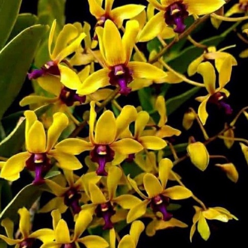 Dewasa Dendrobium black spider x besi Anggrek Dendrobium Keriting Melintir Seedling Dendrobium Pra R